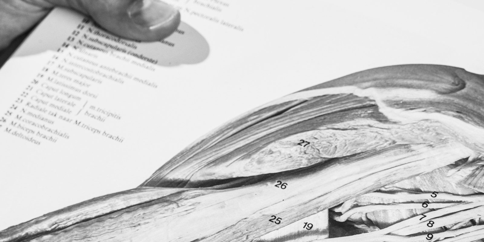 Ponette_anatomie