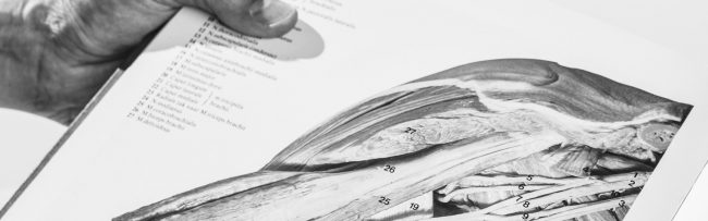 Ponette_anatomie