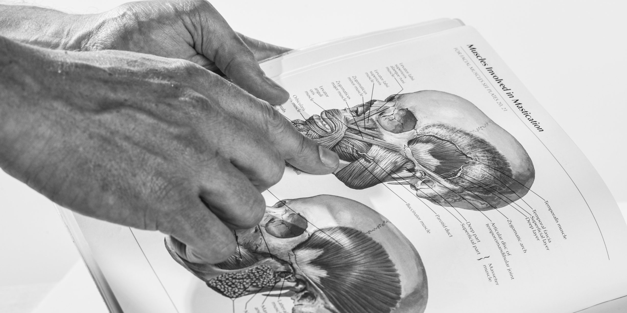 Ponette_osteopaat_hersenen